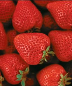 STRAWBERRY FROM JAPAN