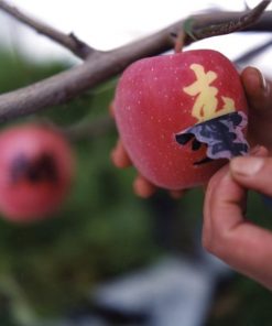 APPLE FROM JAPAN