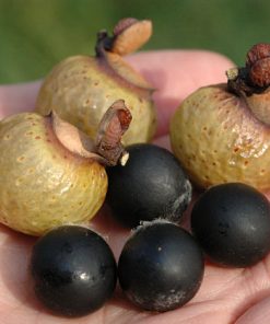 Chiết xuất bồ hòn