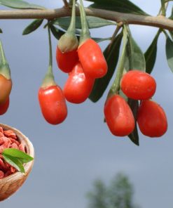 Chiết xuất kỷ tử chuẩn hóa
