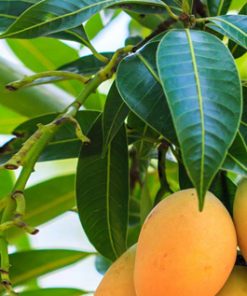 Chiết xuất lá xoài chuẩn hóa