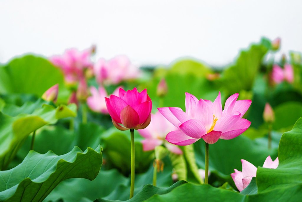 Chiết xuất hoa sen chuẩn hóa