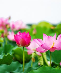 Chiết xuất hoa sen chuẩn hóa