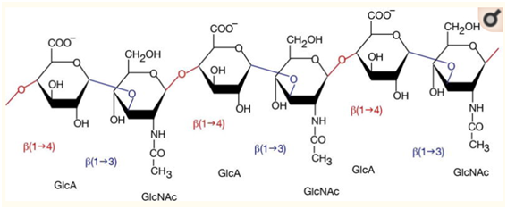 Cấu trúc hoá học của HYALURONIC ACID (HA)