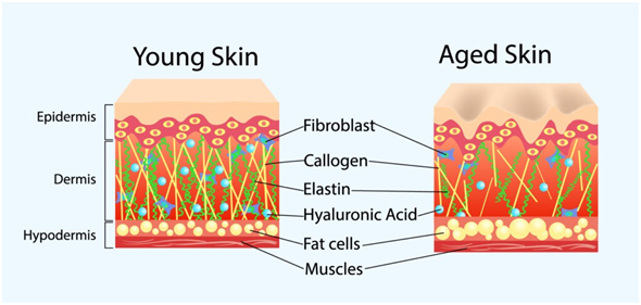 HYALURONIC ACID (HA) giảm sau tuổi 30 