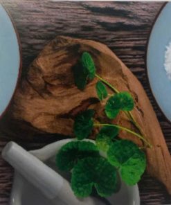 Centella Asiatica Extract - Madecassoside 95%