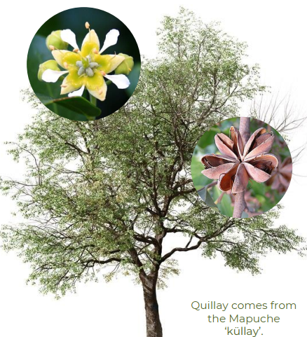 Quillaja saponaria